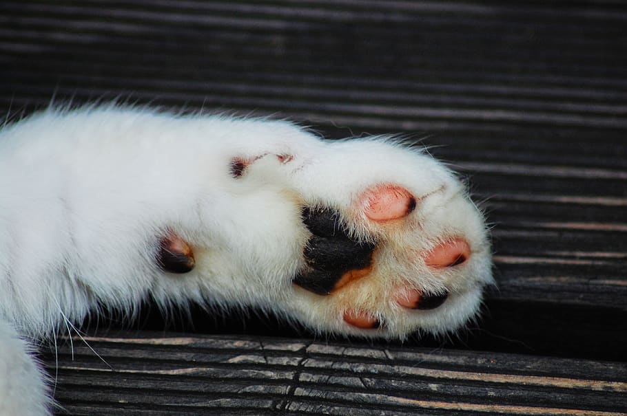 germany, jena, animal themes, mammal, domestic, one animal HD wallpaper