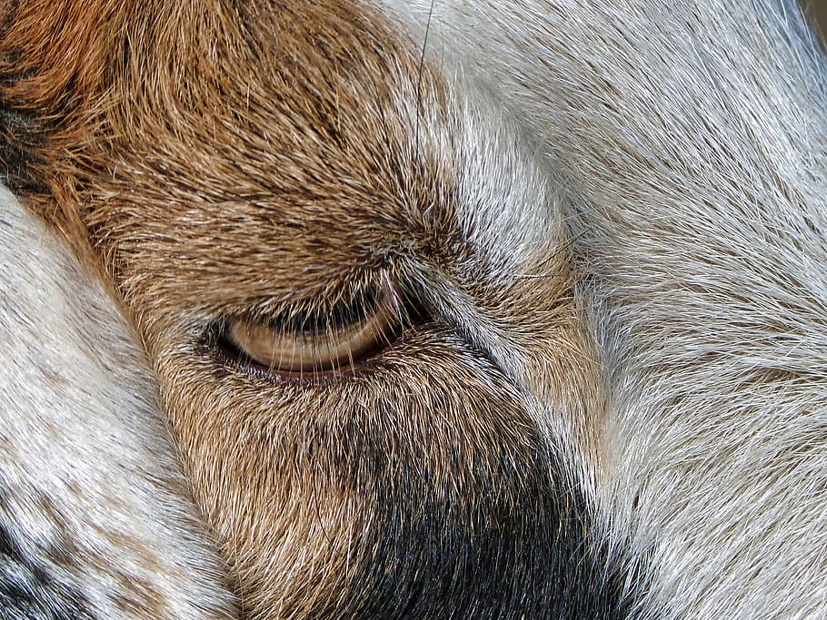 goat, close up, eye, animal, animal themes, one animal, mammal HD wallpaper