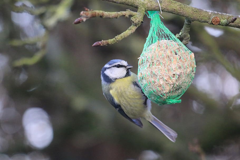 tit, bird, feathers, nature, garden, animal themes, animal wildlife HD wallpaper