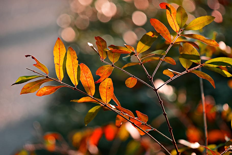 leaf, foliage, twig, branch, tree, autumn color, vein, pattern HD wallpaper