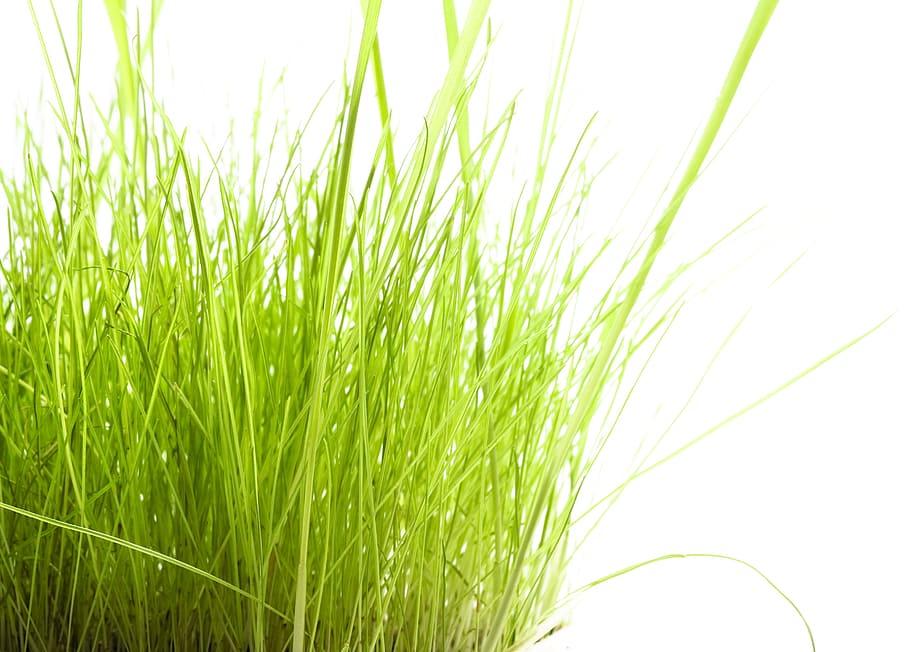 background, beauty, blade, bright, care, color, field, freshness HD wallpaper