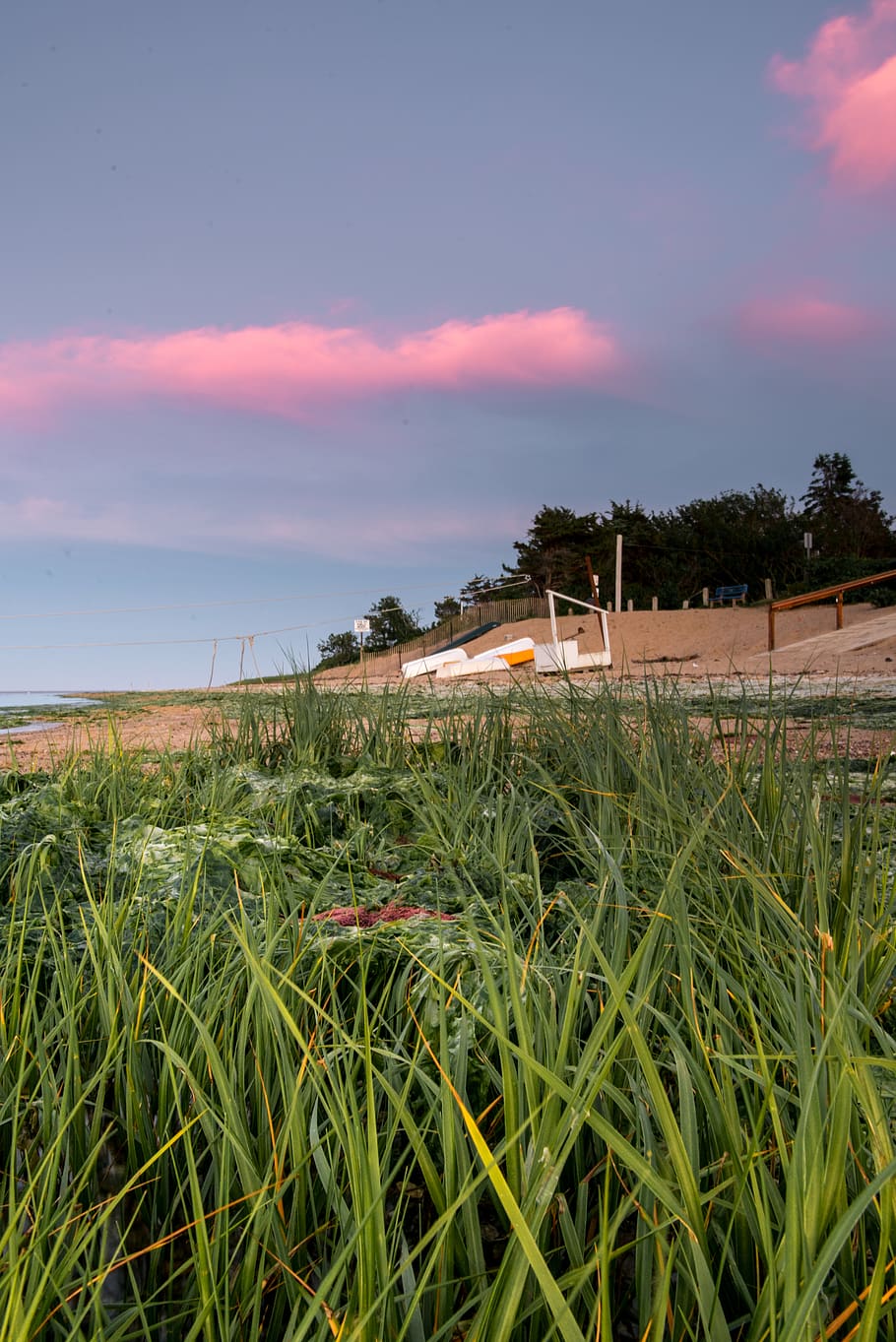 grass, pink, blue, boats, sky, plant, growth, nature, cloud - sky HD wallpaper