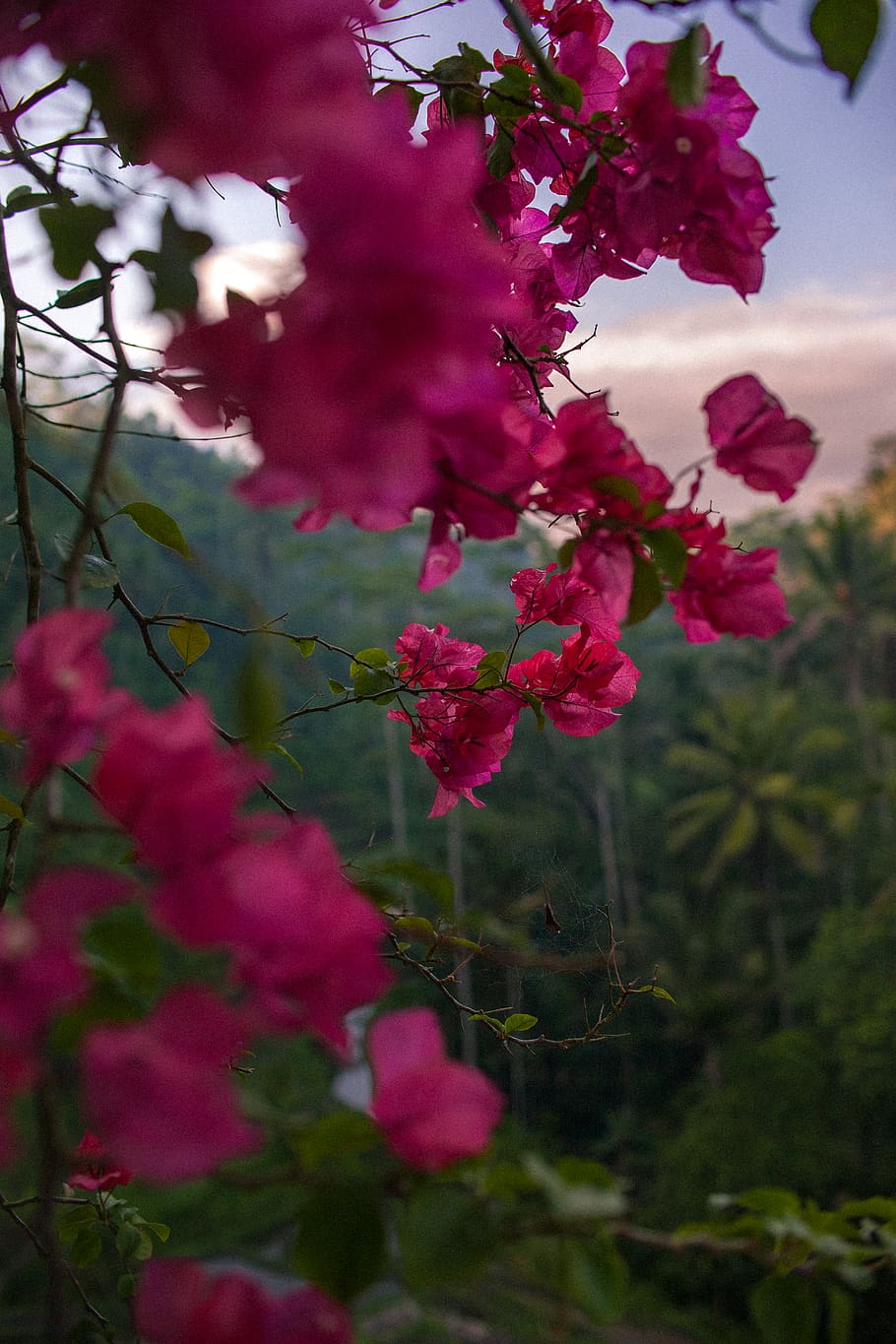 pink orchid flowers, plant, growth, flowering plant, beauty in nature HD wallpaper
