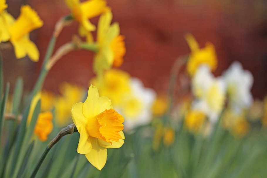 osterglocken, spring, yellow, daffodils, easter, springtime HD wallpaper