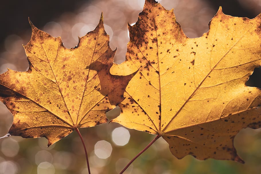 two brown maple leaves, plant, leaf, tree, maple leaf, outdoors HD wallpaper