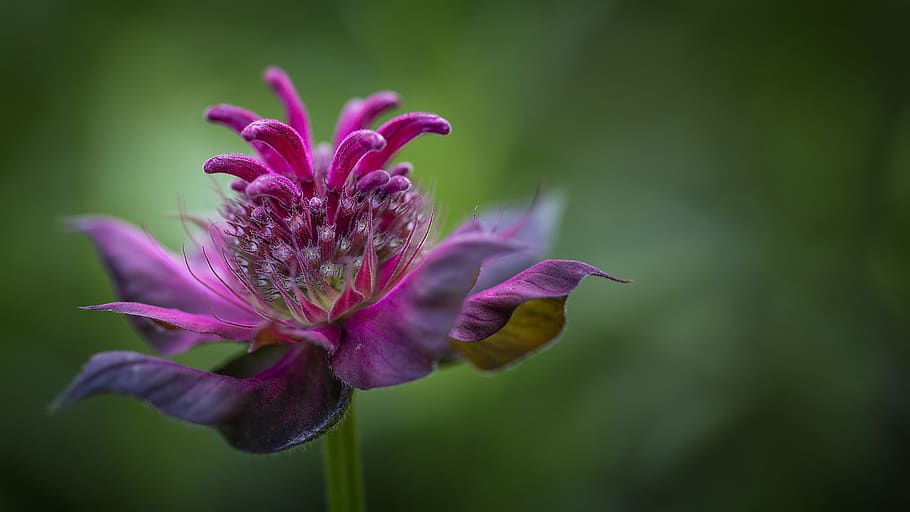 flowers, bee balm, nature, flowering plant, vulnerability, fragility HD wallpaper