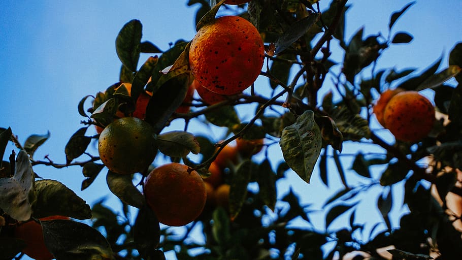 tree, orange, valencia, sky, fruit, nature, food, food and drink HD wallpaper
