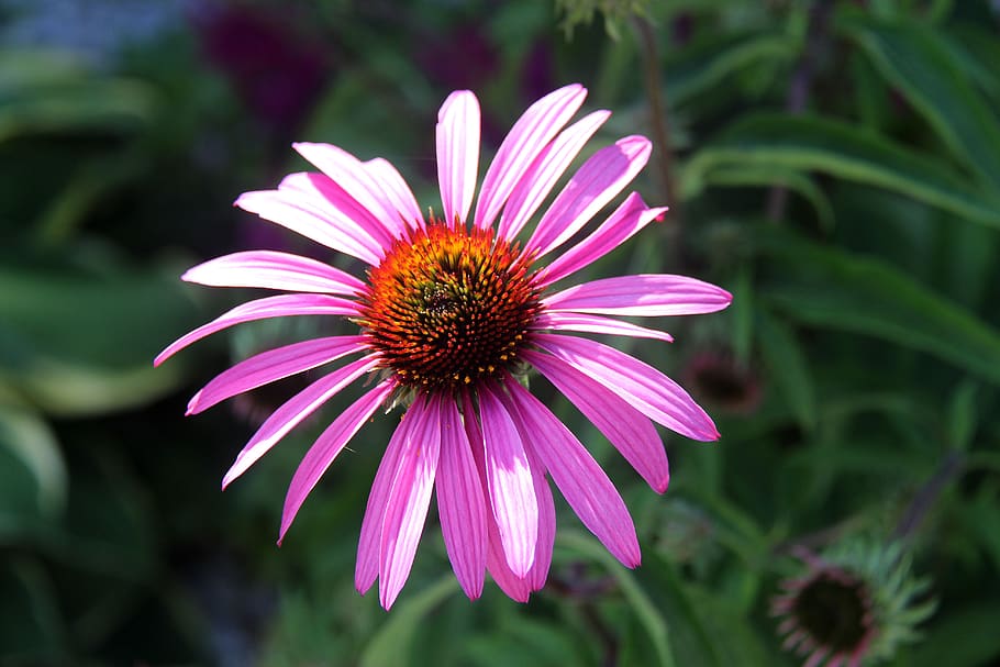 flowers, pink, nature, spring, petal, natural, flowering plant HD wallpaper