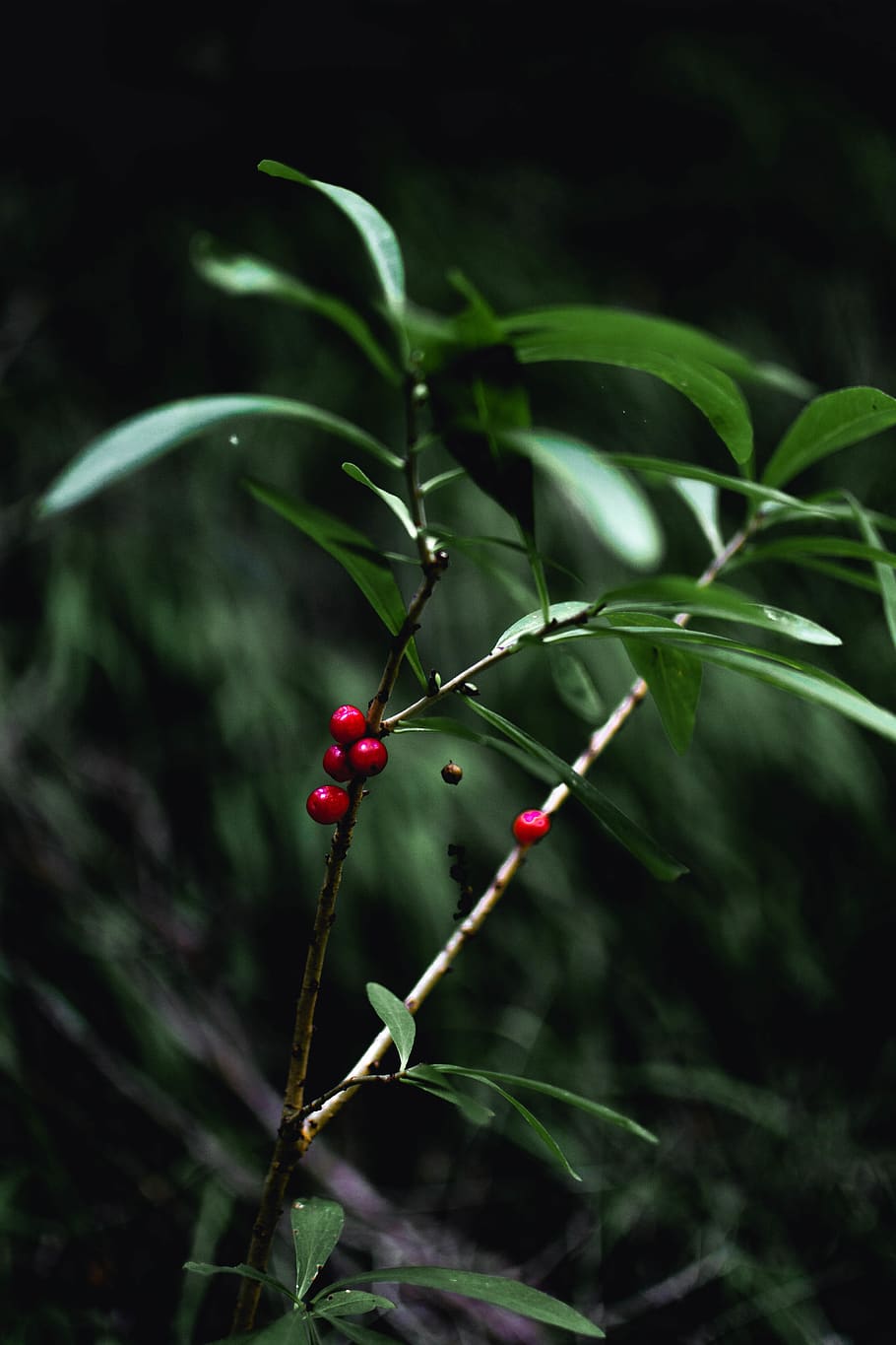 Selective Focus Photography of Several Round Red Fruits, berries HD wallpaper