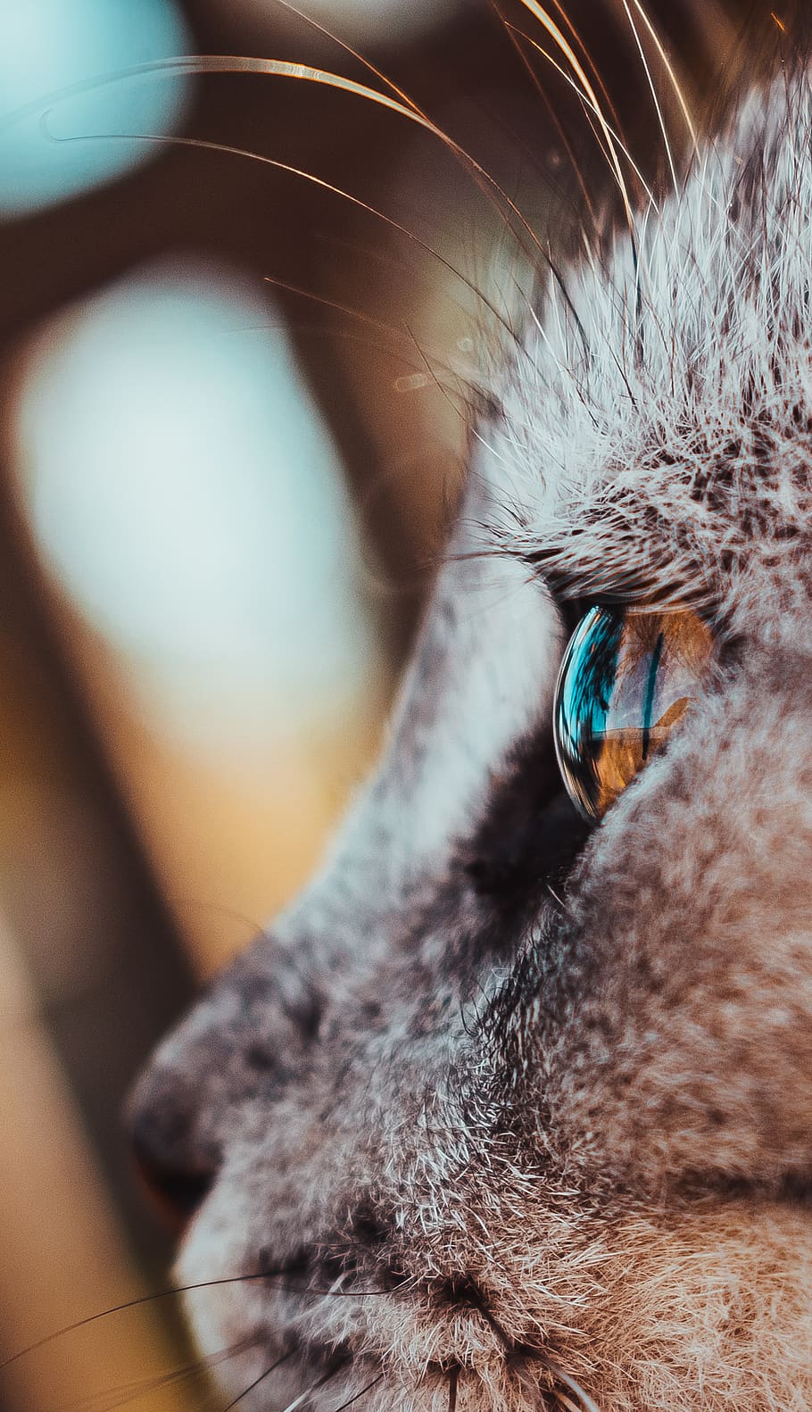 one animal, domestic, mammal, pets, animal themes, domestic animals HD wallpaper