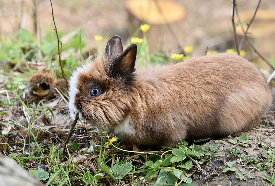rabbit, dwarf rabbit, herbivore, mammal, animal, nature, curious HD wallpaper