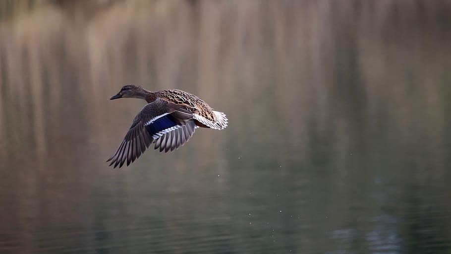 brown humming bird, animal, teal, waterfowl, duck, mallard, grey HD wallpaper