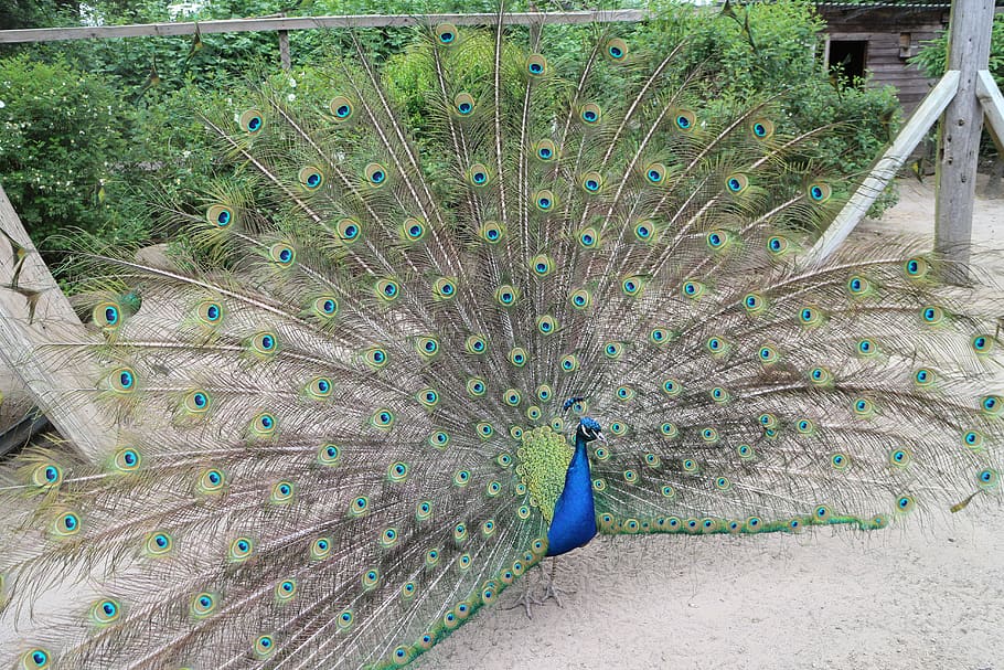 peacock, wheel, bird, pride, plumage, iridescent, peacock feathers HD wallpaper