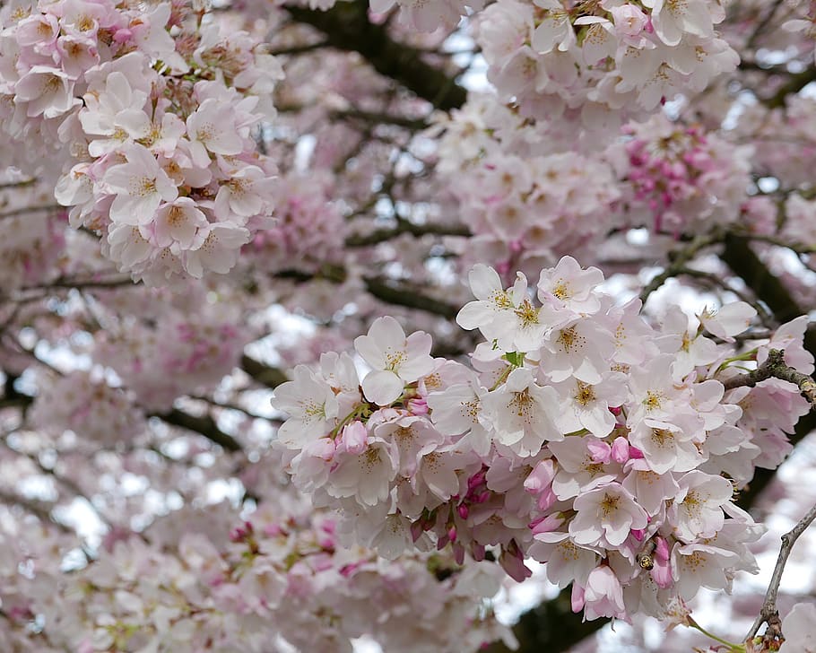 flowering plant, fragility, freshness, blossom, vulnerability HD wallpaper