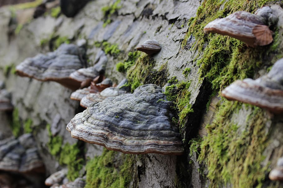 tree, tree fungus, beech, mushroom, mushrooms, close-up, plant HD wallpaper