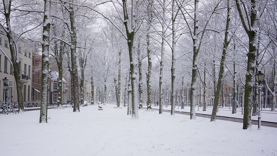 snow, winter, cold, trees, urban, hague, netherlands, de witt HD wallpaper