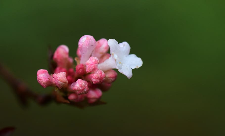 blossom, bloom, small, small flower, white, pink, bud, branch HD wallpaper