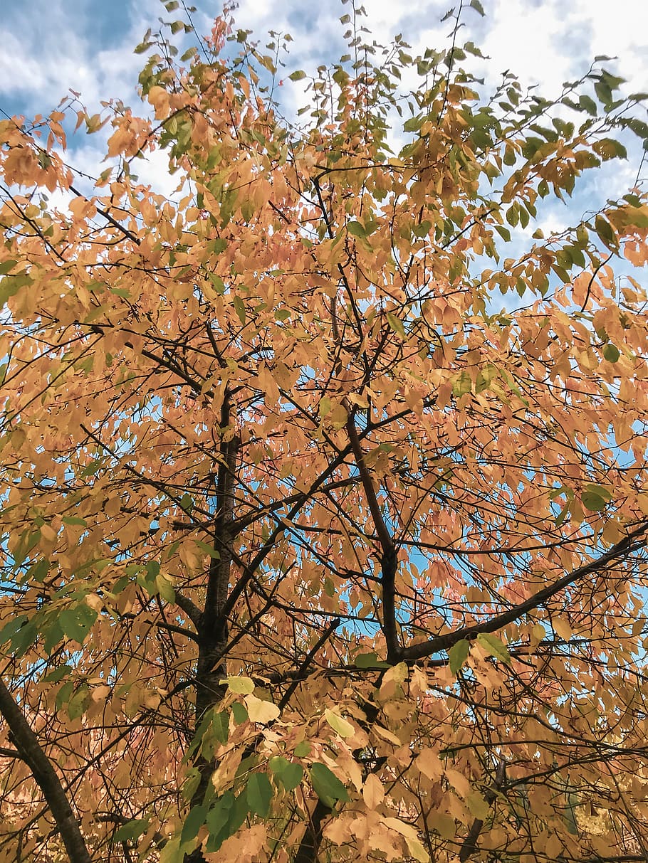 plant, tree, leaf, maple, tree trunk, maple leaf, tombstone HD wallpaper