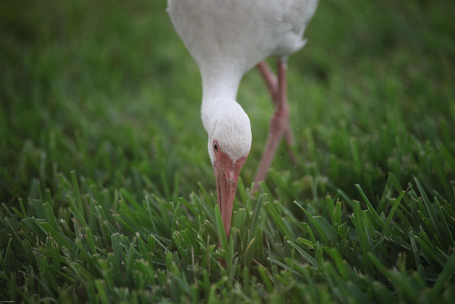 close-up photography of white duck perching on green grass during dayrime HD wallpaper