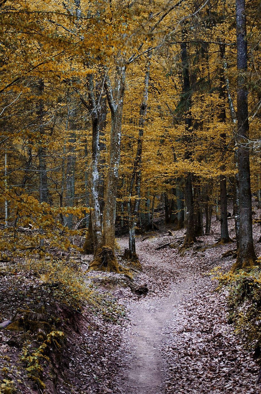 Green Leaved Trees, branches, daylight, environment, footpath HD wallpaper
