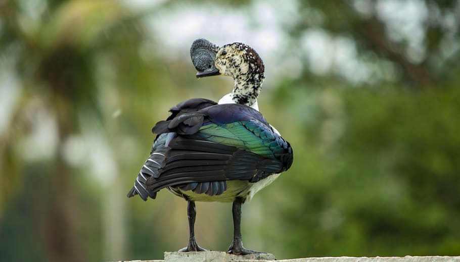 comb duck, knob-biiled duck, nature, bird, animal themes, vertebrate HD wallpaper