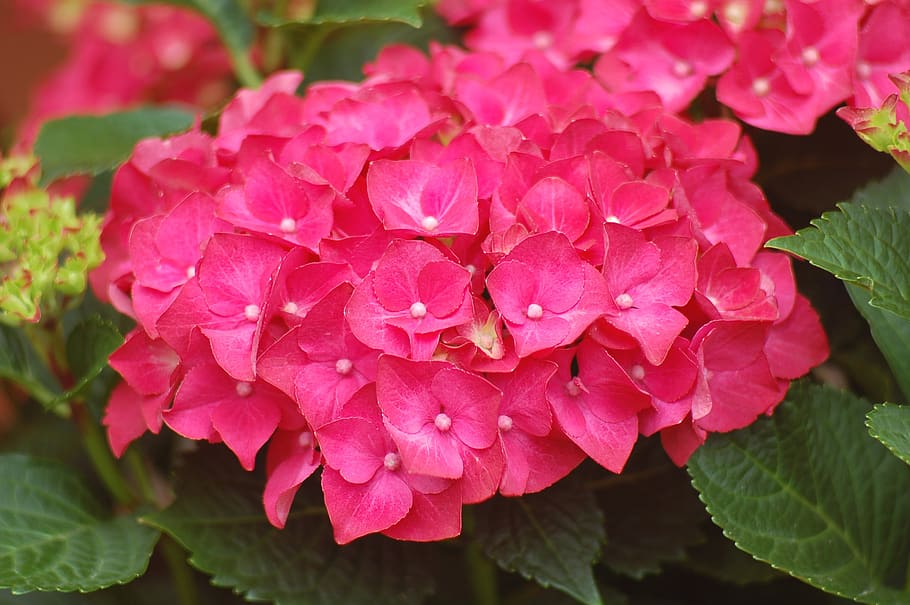 hydrangea, flower, summer, garden, beautiful, macro, flowers HD wallpaper
