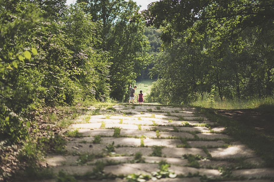 green trees, path, romania, anastasie fătu botanic garden, iași HD wallpaper