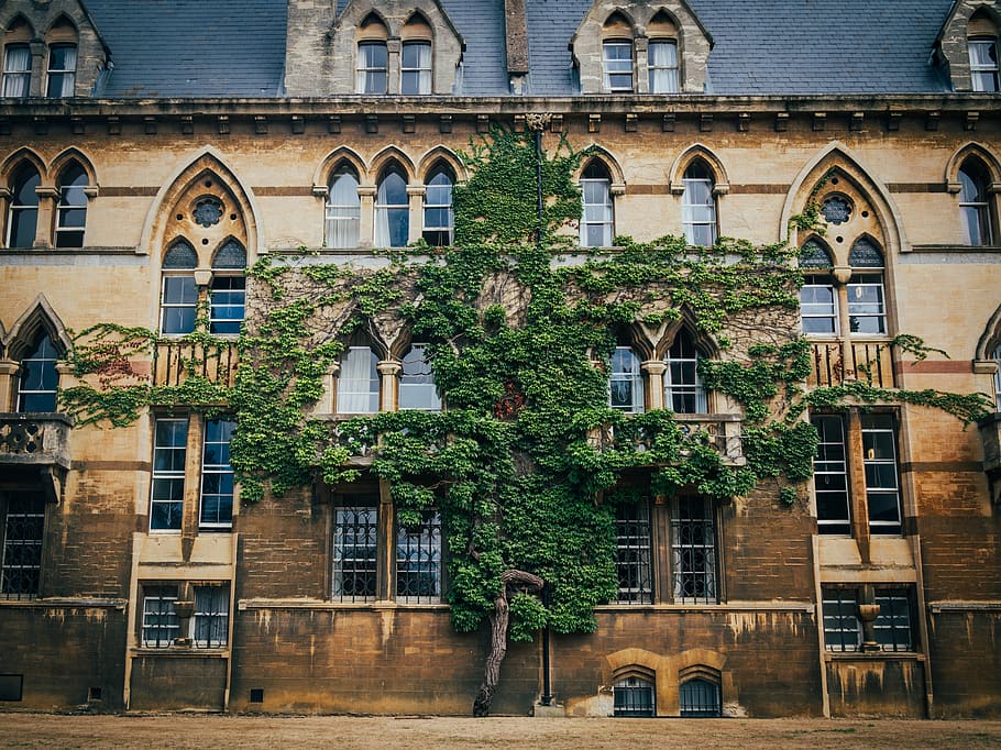 window, building, tree, plant, architecture, walkway, path HD wallpaper
