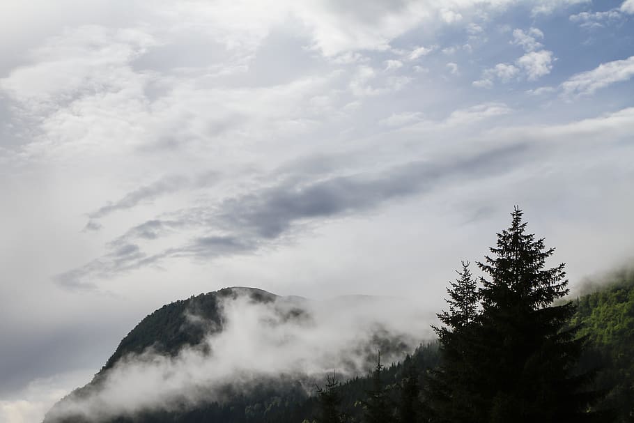 forrest, sky, tree, mountain, mist, fog, cloud, cloud - sky HD wallpaper