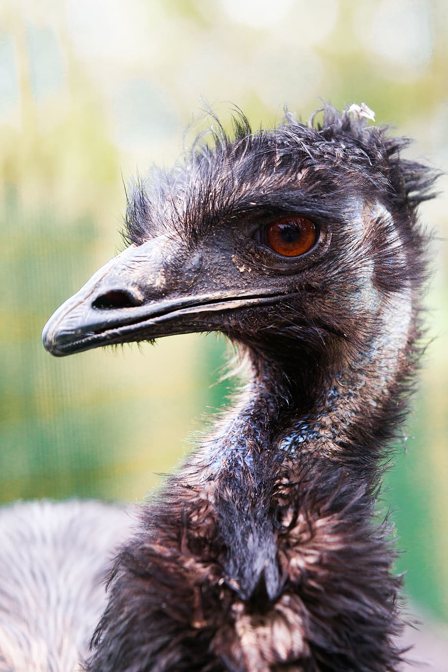flightless bird, emu, bill, head, big bird, bird portrait, bouquet HD wallpaper