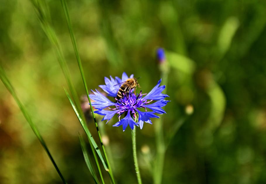 cornflower, nature, bee, pointed flower, purple, blossom, bloom HD wallpaper