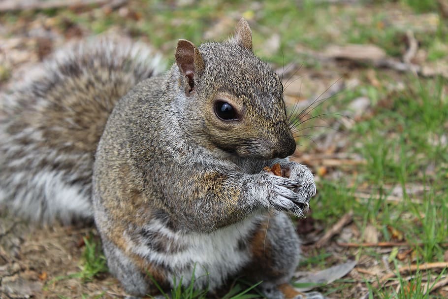 squirrel, animal, nature, animal wildlife, rodent, one animal HD wallpaper