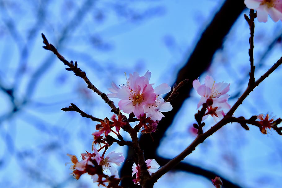 tree, flower, branch, plant, flowering plant, growth, beauty in nature HD wallpaper
