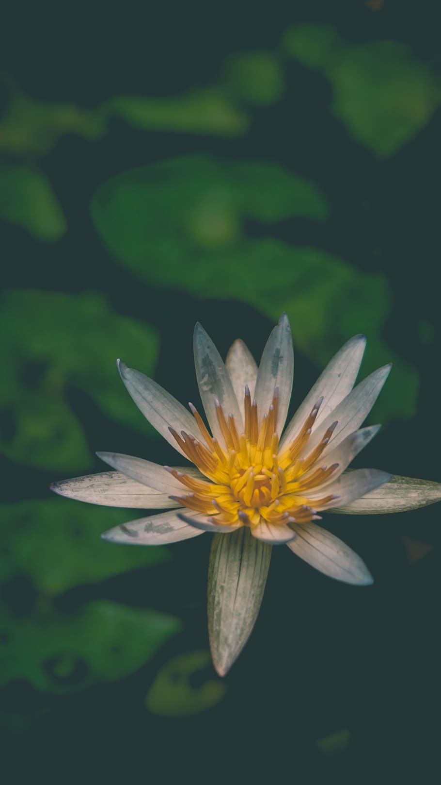 flower, nature, trees, flowering plant, vulnerability, beauty in nature HD wallpaper