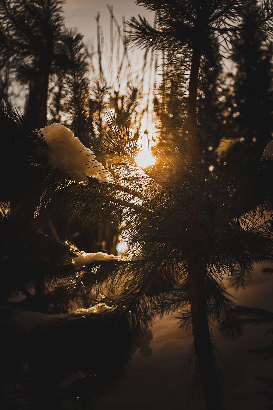 light, flare, plant, grass, sunlight, lawn, reed, nature, sunrise HD wallpaper