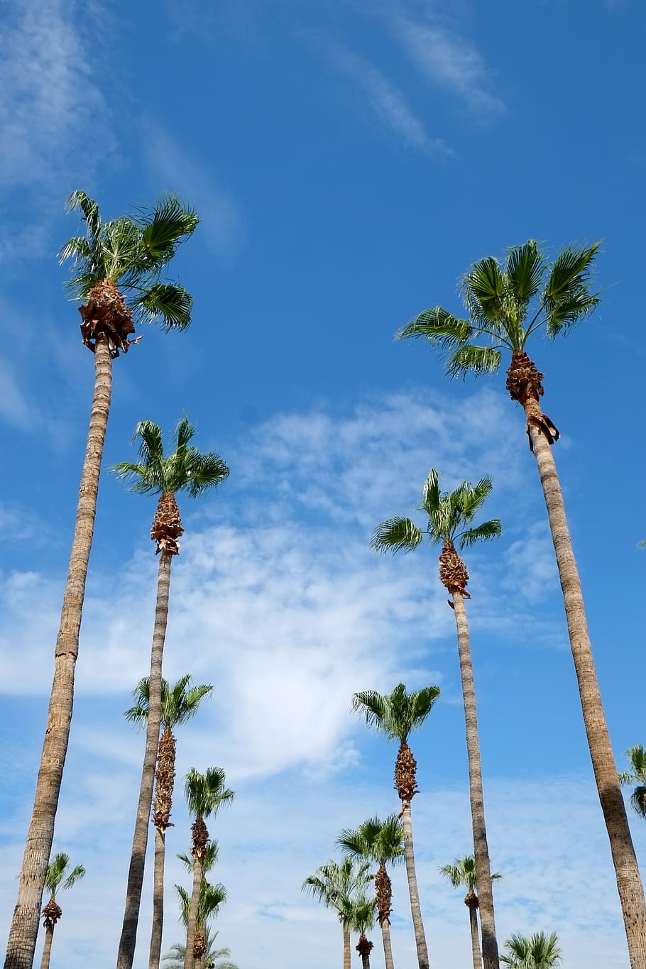 coconut trees, plant, sky, palm tree, growth, low angle view HD wallpaper