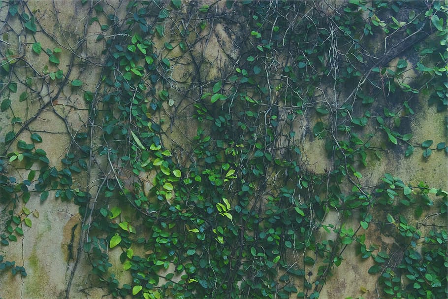 vines, green, leaves, wall, plant, growth, green color, tree HD wallpaper