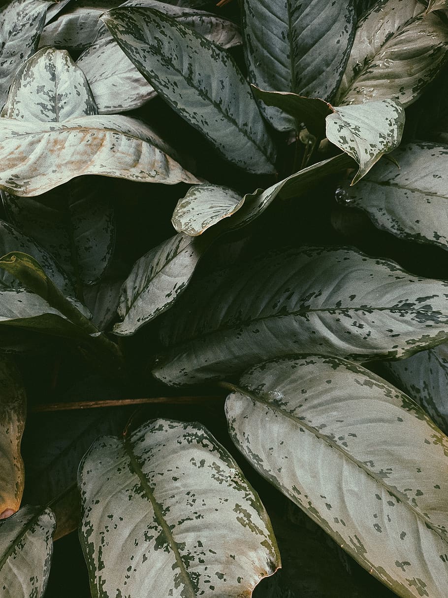 leaf, foliage, flora, vegetable, produce, plant, food, cabbage HD wallpaper