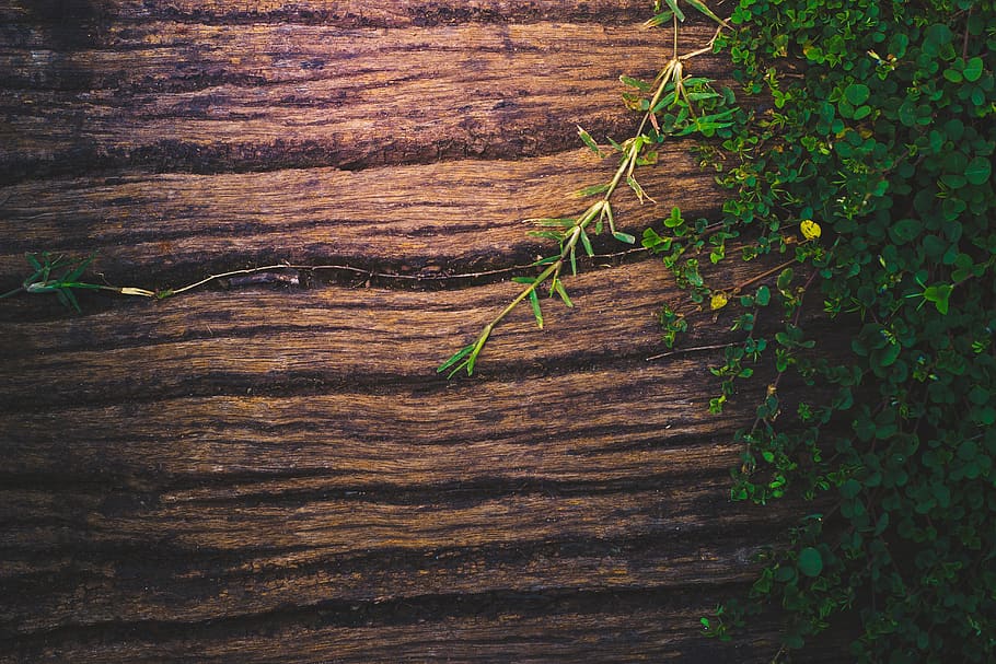 HD wallpaper: wood, background, wooden, nature, plant, texture, green, old  | Wallpaper Flare