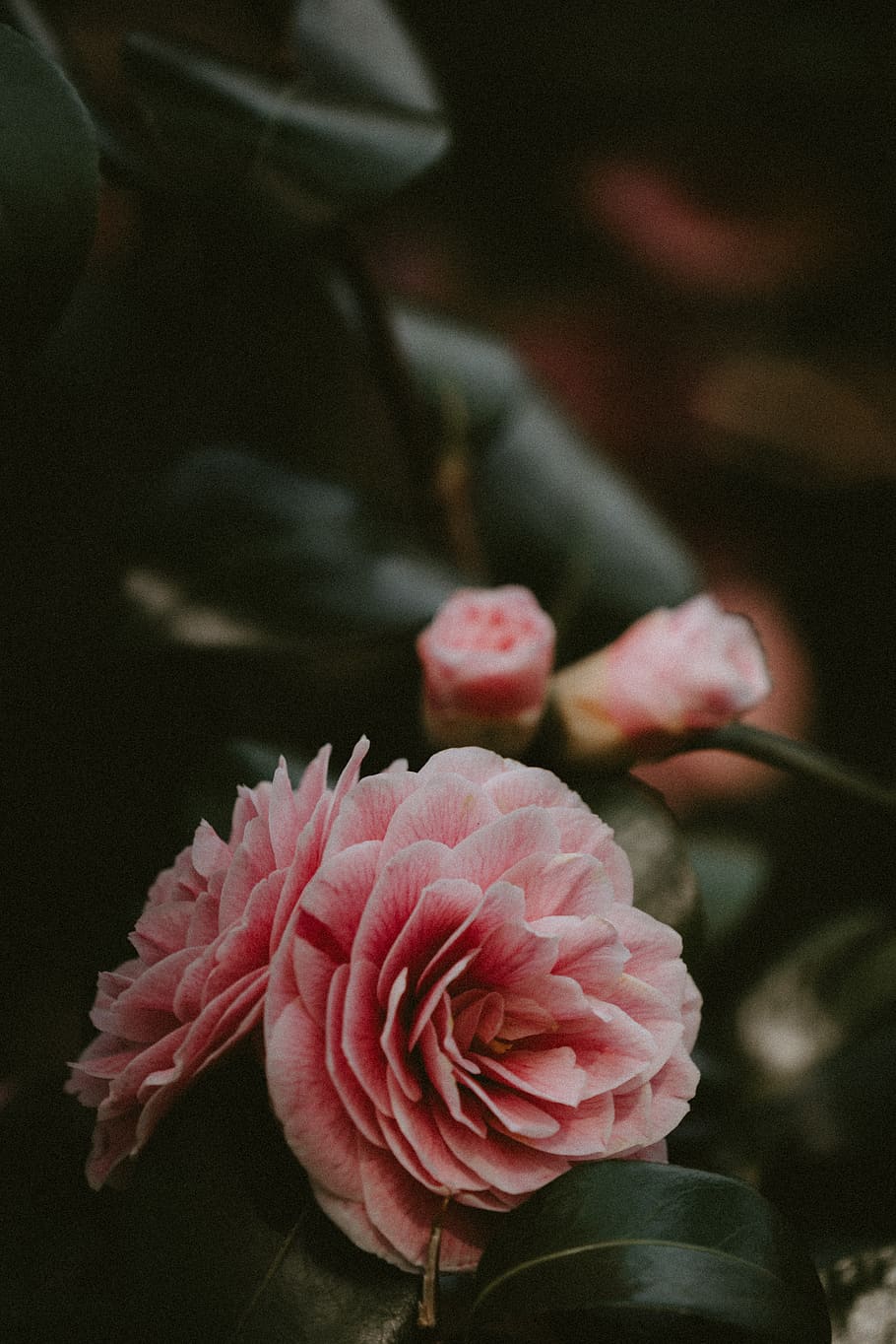 pink-petaled flowers, plant, rose, blossom, geranium, person HD wallpaper