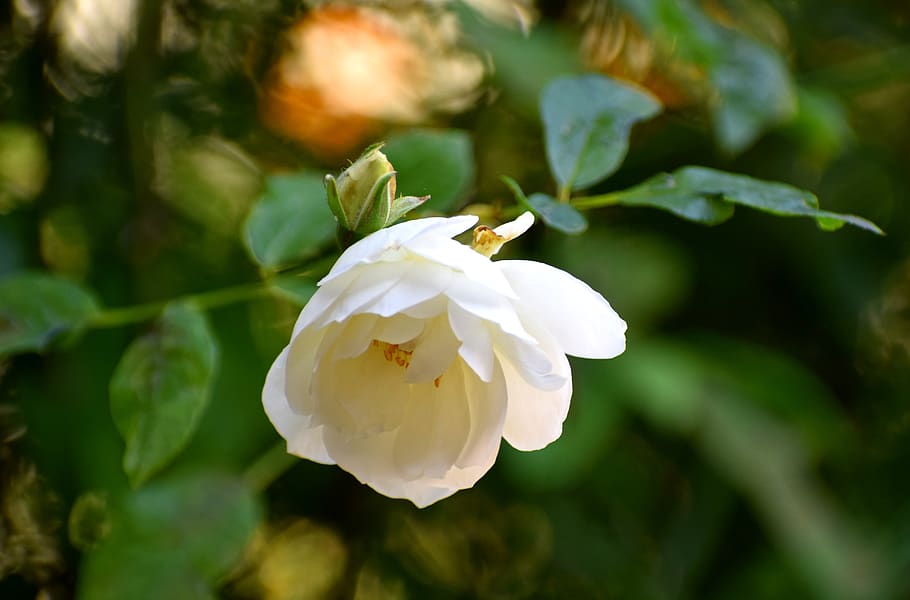 white, rose, flower, bloom, roses, nature, plant, blossom, love HD wallpaper