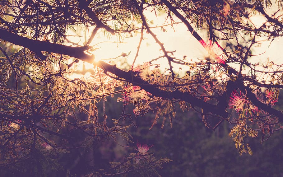 nature, tree, plant, branch, tranquility, beauty in nature HD wallpaper