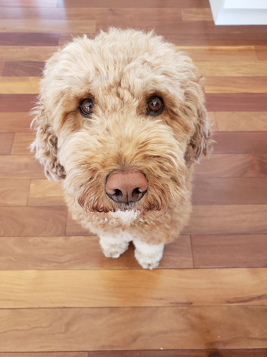 brown, adorable, animals, eyes, happy, dog, domestic, one animal HD wallpaper