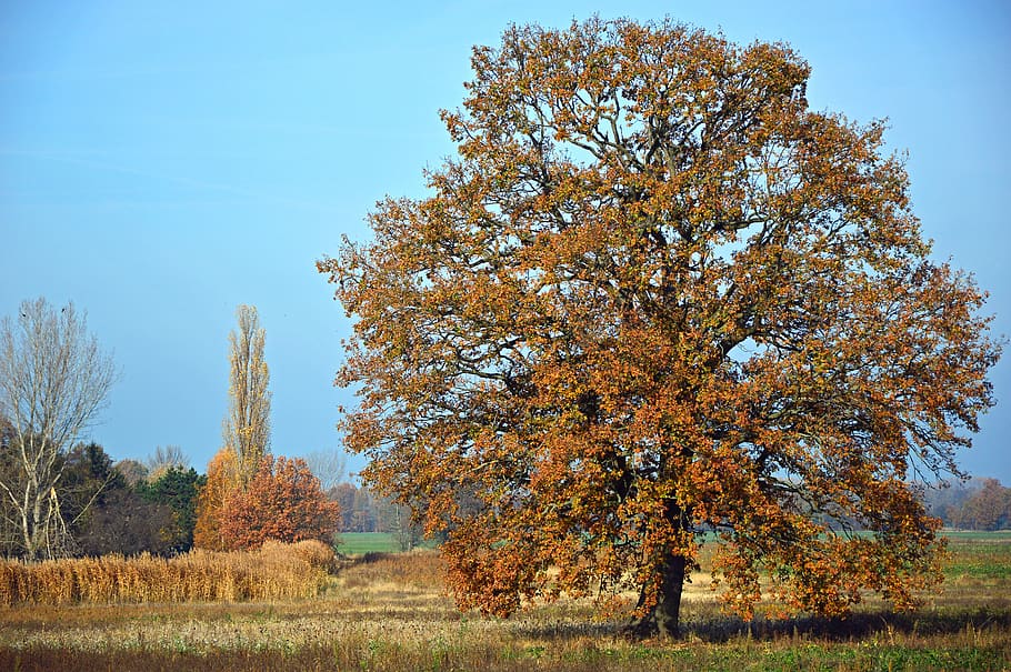 deciduous tree, oak, autumn, fall color, autumn mood, autumn landscape HD wallpaper