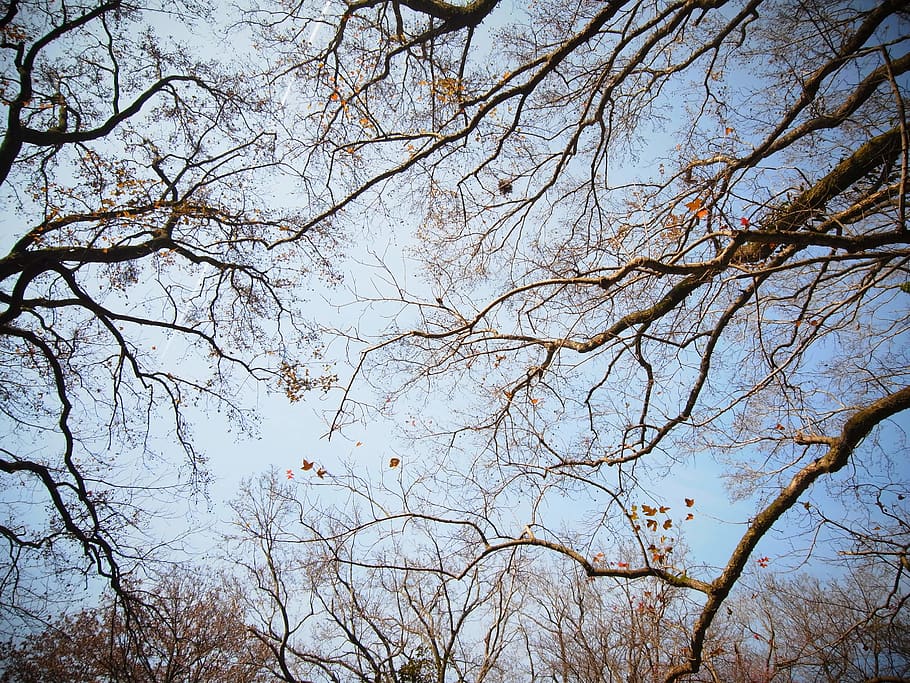 trees, winter, plant, branch, low angle view, sky, tranquility HD wallpaper