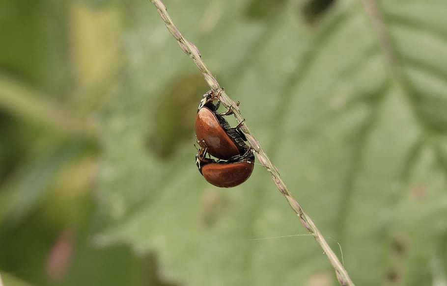 macro, insects, ladybugs, colombia, animal wildlife, animals in the wild HD wallpaper