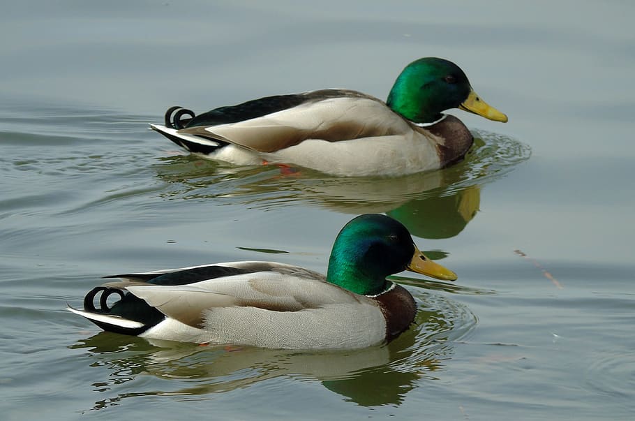 duck, ducks, bird, birds, water, lake, crossword, mallard duck HD wallpaper