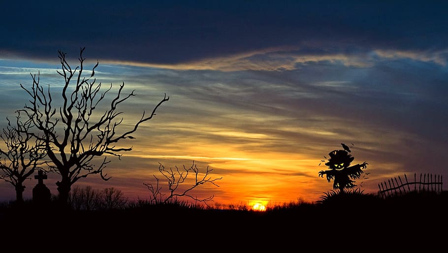 sunset, nature, tree, sky, plant, silhouette, beauty in nature HD wallpaper