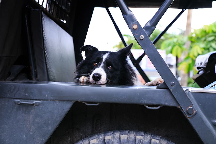 Dog on Vehicle, adorable, breed, close-up, cute, eyes, fur, looking HD wallpaper