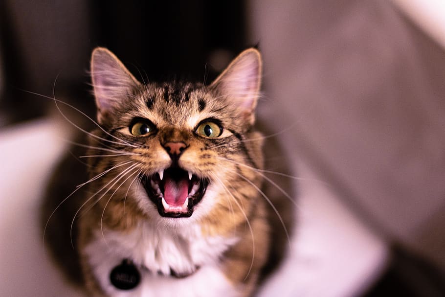 brown tabby cat, lip, mouth, tongue, animal, mammal, pet, manx HD wallpaper